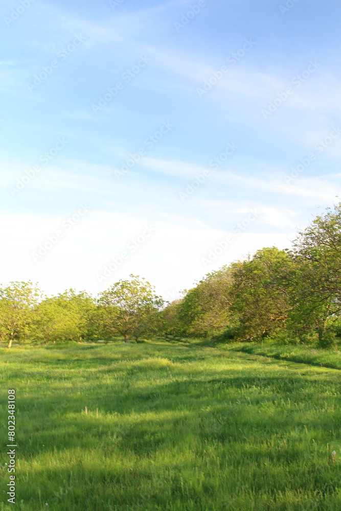 A grassy field with trees in the background A grassy field with trees in the background