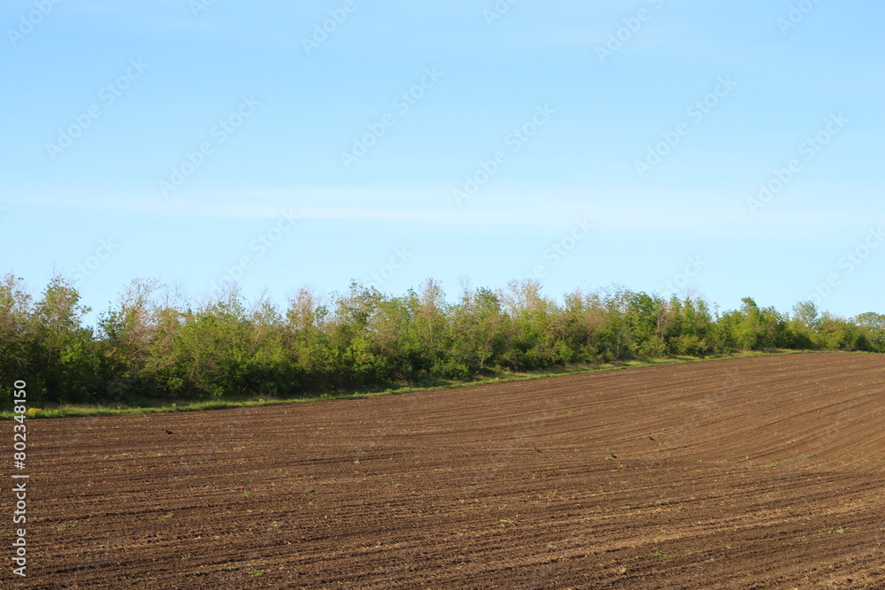 A field with trees and blue sky A field with trees and blue sky