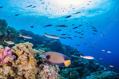 Underwater view of the coral reef. Life in tropical waters.
