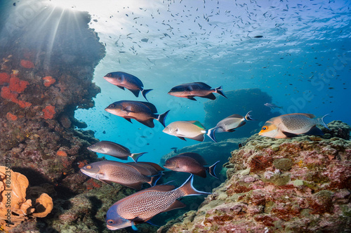 Underwater view of the coral reef. Life in tropical waters.
