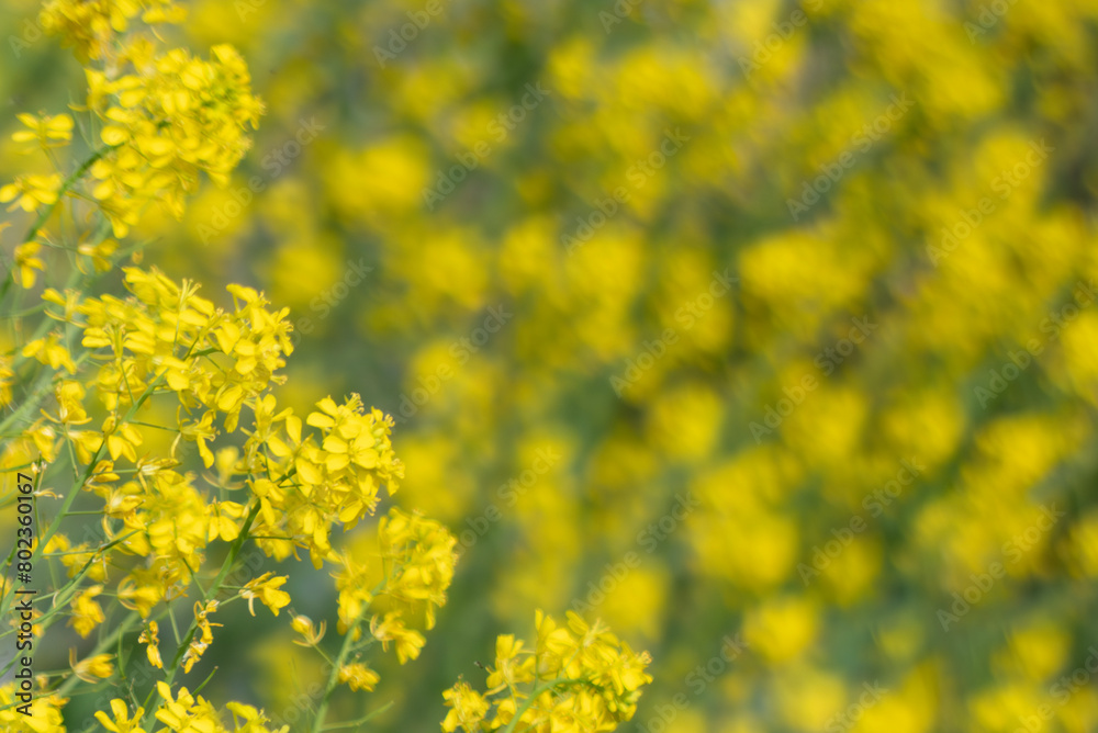 春の菜の花が一斉に咲いた 滋賀県草津市湖畔の公園 春の菜の花が一斉に咲いた 滋賀県草津市湖畔の公園