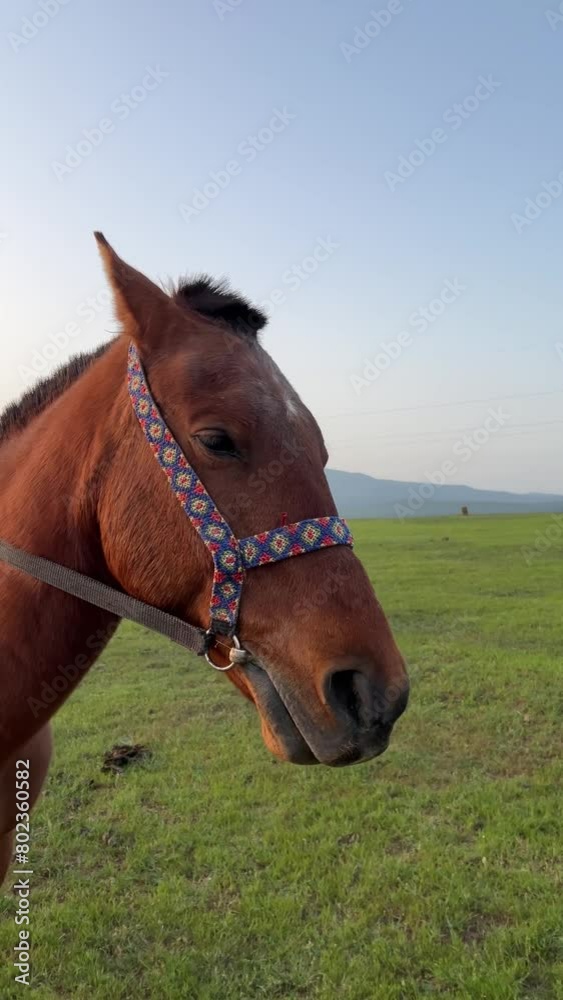 Vertical 4K video. Brown horse in harness close-up stands on green grass of hilly field with mountain in background. Concept of pet care, lunch, breakfast, dinner. Evening sunset sun. Tbilisi, Georgia Vertical 4K video. Brown horse in harness close-up stands on green grass of hilly field with mountain in background. Concept of pet care, lunch, breakfast, dinner. Evening sunset sun. Tbilisi, Georgia