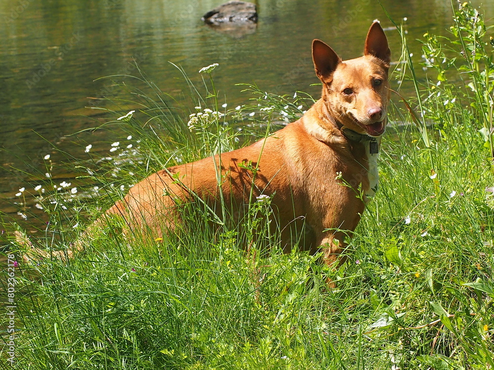 dog in the grass near a stream dog in the grass near a stream
