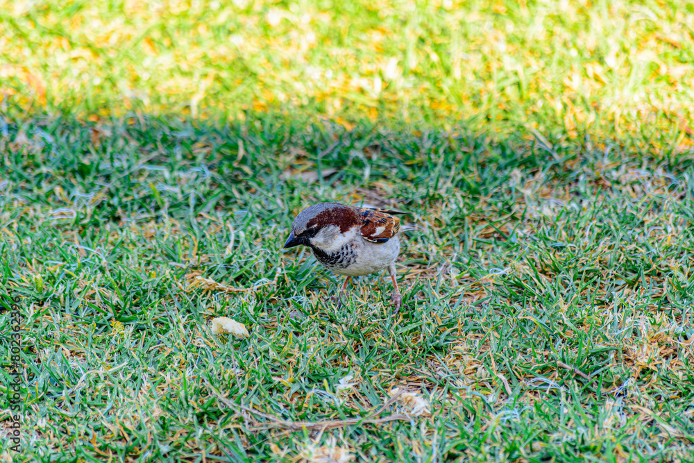 Obraz premium Gorrión comiendo 