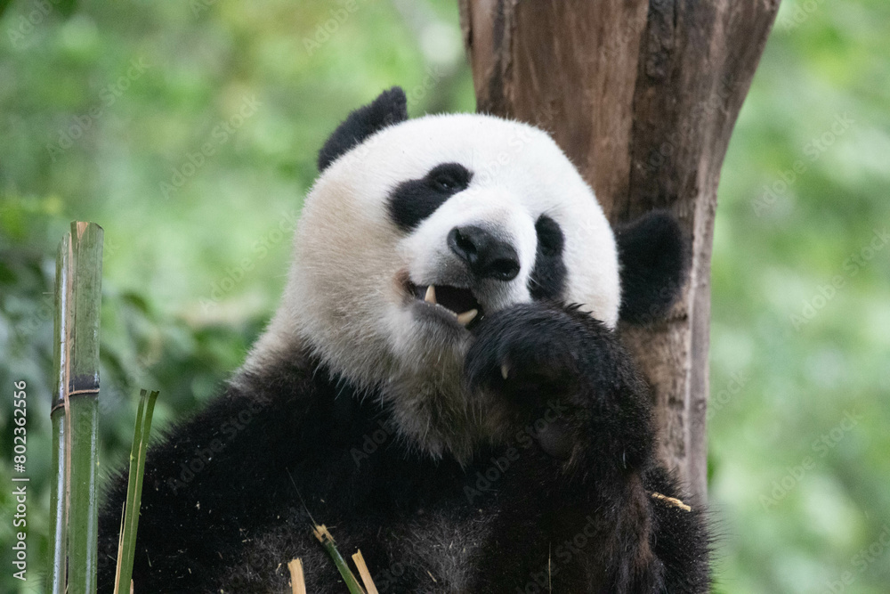 Fototapeta premium Close up Giant Panda in Chengdu panda Base, China