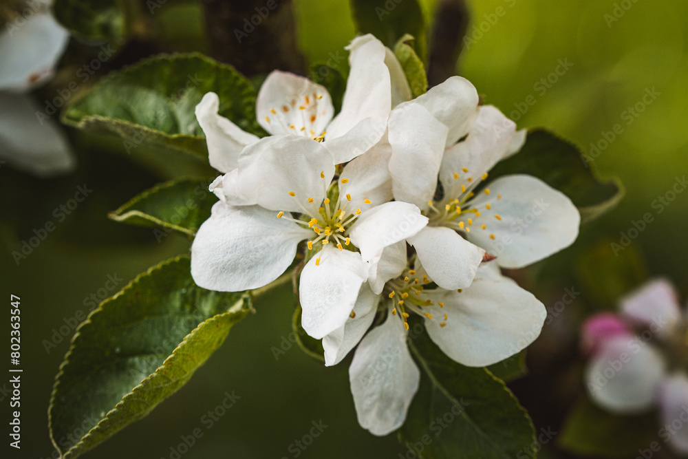 Apfelbaumblüten Apfelbaumblüten