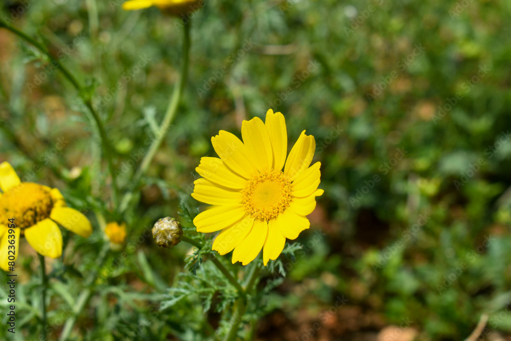 Flores amarillas de campo