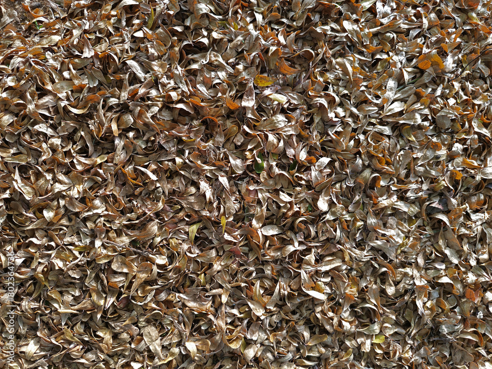 dry leaf on floor nature background .flat ray dry leaf on floor nature background .flat ray