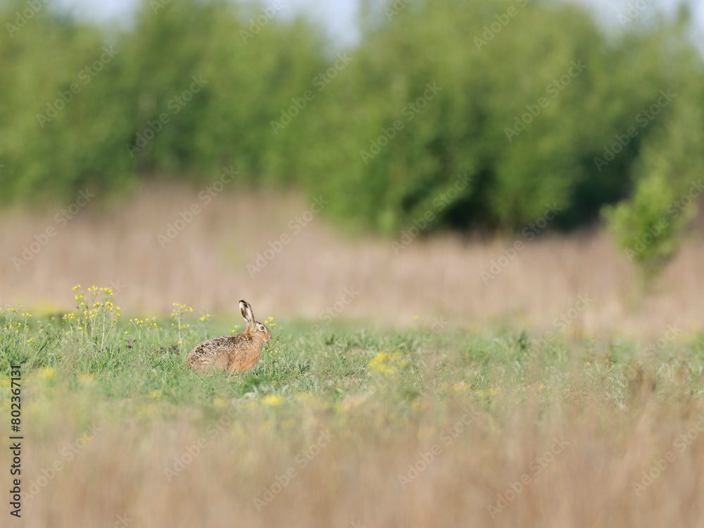 Hare sitting , eating grass