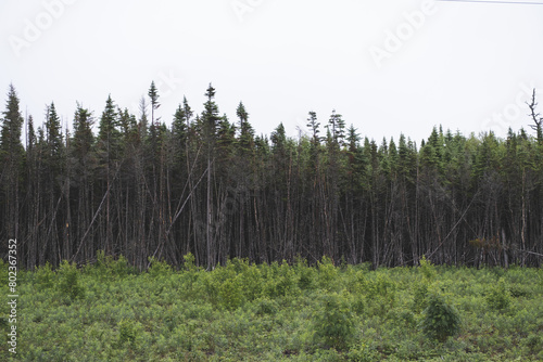 Forest tree line, thin and tall trees.