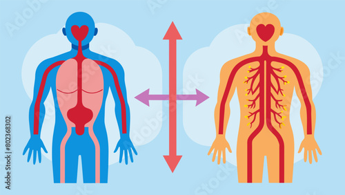 A beforeandafter diagram illustrating how heat therapy has dilated vessels and increased flow in a specific area of the body..