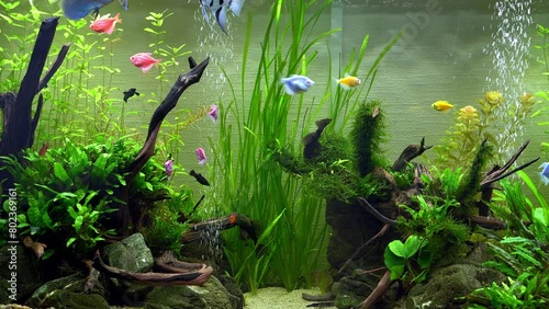 Beautiful freshwater aquarium with green plants and colorful fish. Aquarium with a large school of fish. photo