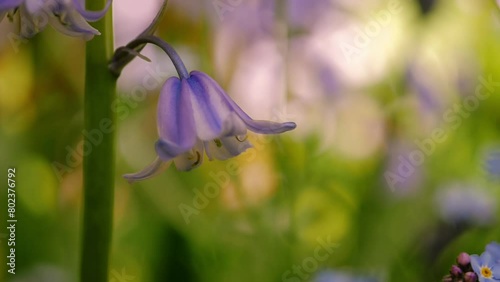 Bluebell flower petals in English springtime macro backlit sunshine photo