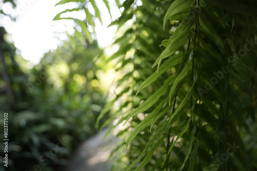 Sword fern Nephrolepis sp.green lush leaves photo