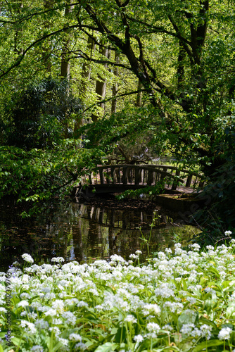 Beautiful wooden bridge in the middle of the summer forest over the little canal. Green forest with wooden bridge and field of white flowers