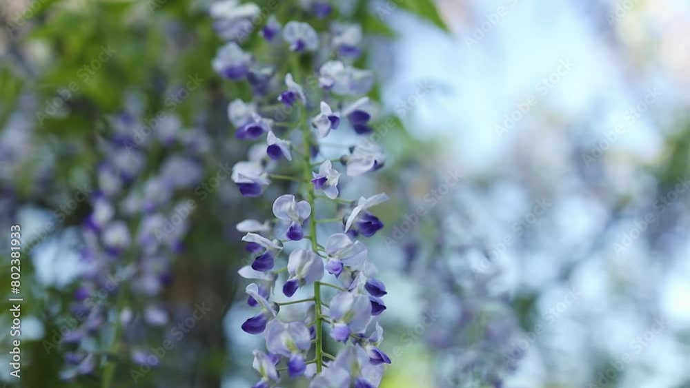 Blooming violet Wisteria Sinensis. Beautiful Prolific tree with scented classic purple flowers in hanging racemes. Blue Chinese wisteria is a species of flowering plant in the pea and Fabaceae family