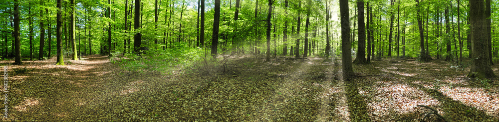 Fototapeta premium Im Buchenwald -Frühling im Osnabrücker Land -Panoramaaufnahme