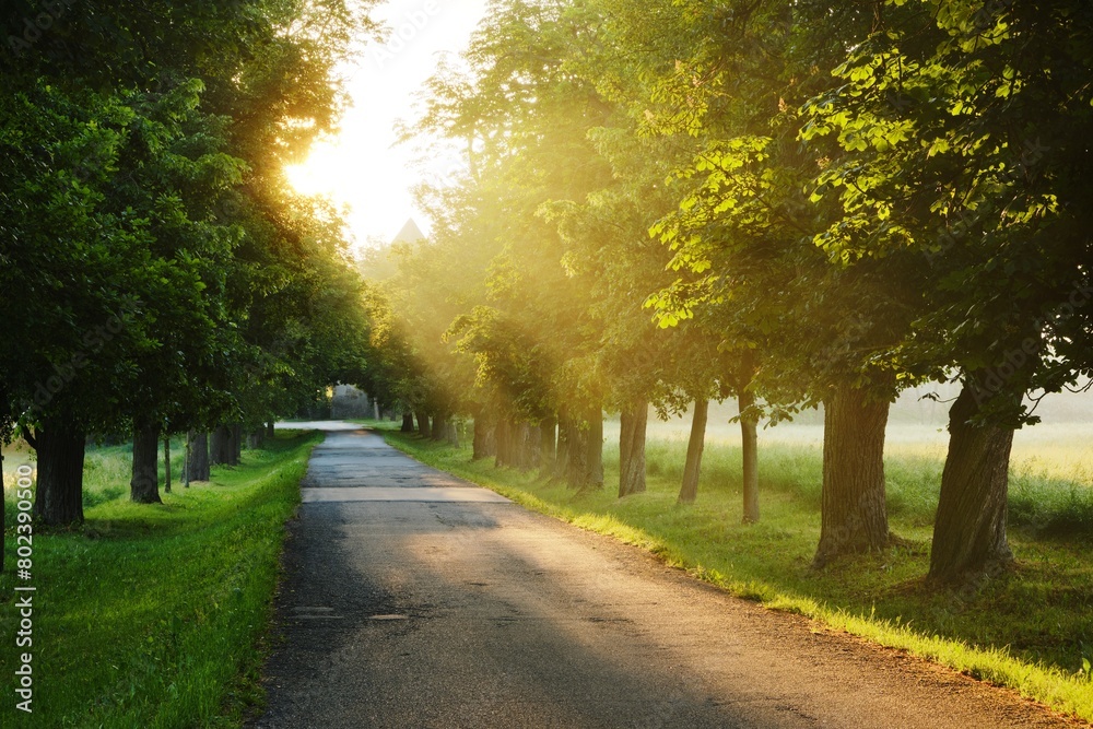 Obraz premium The Sun is shining through Avenue and Alley of Linden Trees, Tree Lined Footpath through Park at Sunrise, Way to the unknow golden light