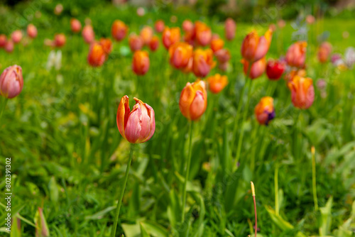 blooming tulips on a meadow in spring