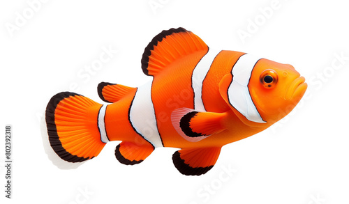 A vibrant clownfish with striking orange and white stripes, isolated on a transparent background. Generative AI  photo