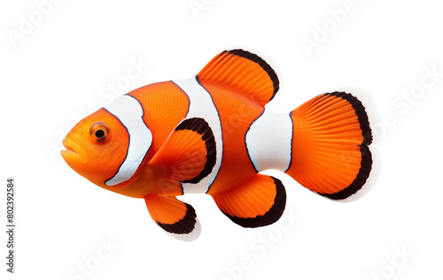 A vibrant clownfish with striking orange and white stripes, isolated on a transparent background. Generative AI 