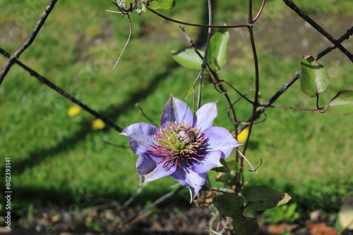 Blooming blue clematis on the wicker arch.