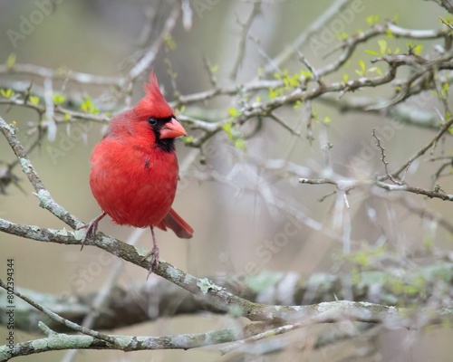 Closeup of a red Northern cardinal perched atop the branch with a blurry background © lesli