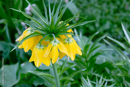 Crown Imperial Yellow Lily. photo