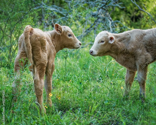 Two young calves grazing in a lush green field under a canopy of tall trees