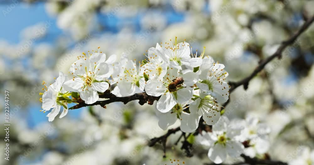 White Blossom Flowers on Fruit Tree Branch in Orchard Garden. Sunny Blue Sky. Bright Spring Day. 4K 10-bit White Blossom Flowers on Fruit Tree Branch in Orchard Garden. Sunny Blue Sky. Bright Spring Day. 4K 10-bit