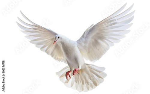 The Dove's Spirit, Graceful Wings: A Dove's Flight on white background.