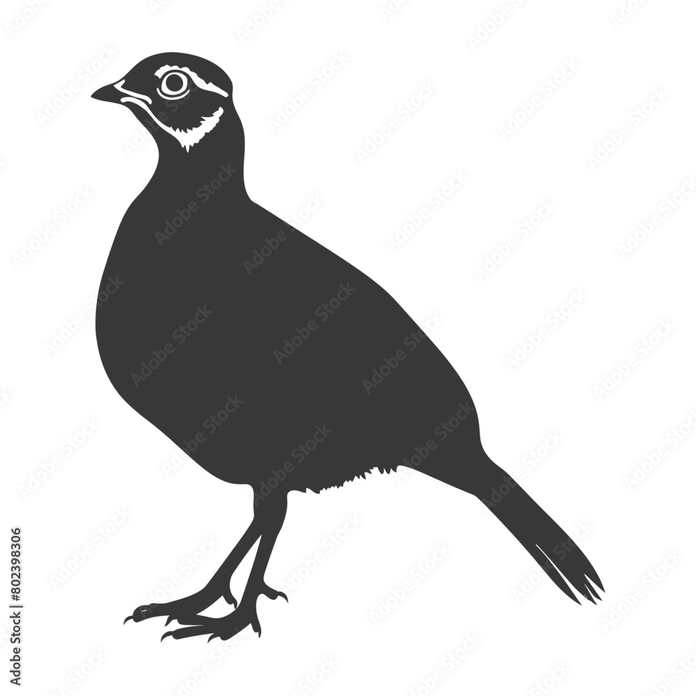 Obraz premium silhouette quail animal black color only full body