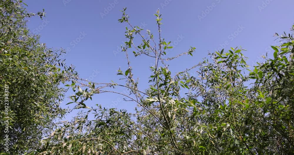 light white fluff from willow in spring, willow during flowering with a lot of white fluff with black seeds light white fluff from willow in spring, willow during flowering with a lot of white fluff with black seeds