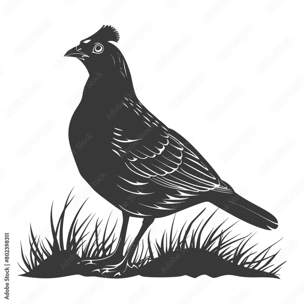 Obraz premium silhouette quail animal black color only full body