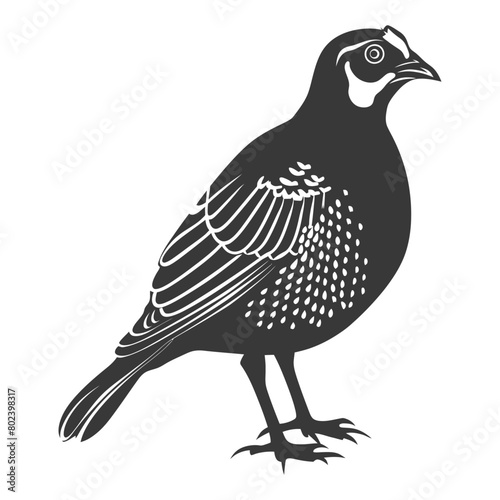 silhouette quail animal black color only full body