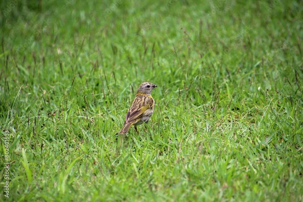 Fototapeta premium ave canário da terra - Sicalis flaveola