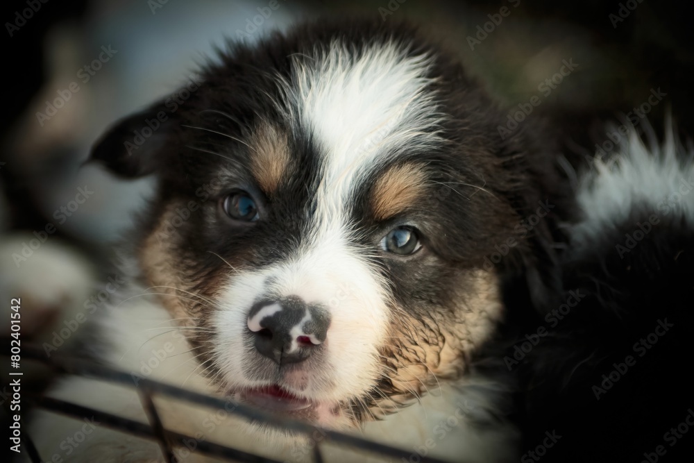 Austrailian Shepherd Puppy