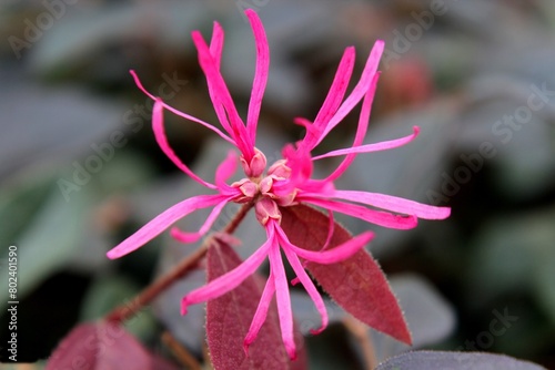 planta flor hamamélis - Loropetalum chinense   