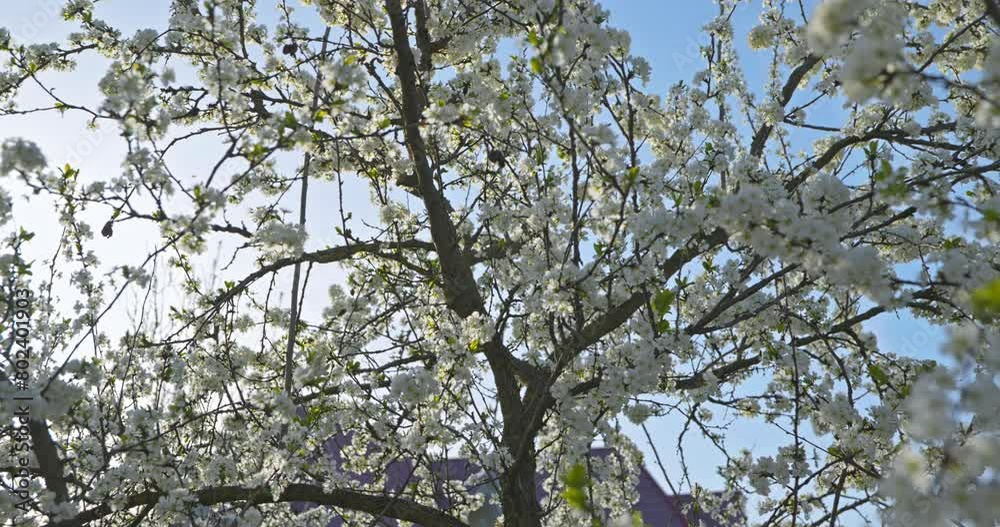 White Blossom Flowers on Fruit Tree Branch in Orchard Garden. Sunny Blue Sky. Bright Spring Day. 4K 10-bit White Blossom Flowers on Fruit Tree Branch in Orchard Garden. Sunny Blue Sky. Bright Spring Day. 4K 10-bit