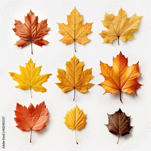A collection of yellow and brown leaves are arranged in a grid