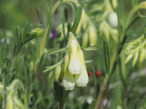 Flower of golden drop wild plant on a meadow in spring, Onosma echioides photo
