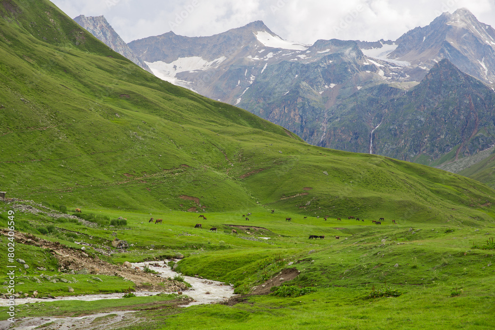 Livestock grazes in an alpine meadow.