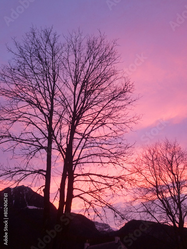 sunset in the forest