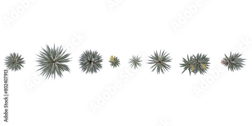 Fototapeta Naklejka Na Ścianę i Meble -  3d illustration of Agave angustifolia marginata isolated on white background from top view