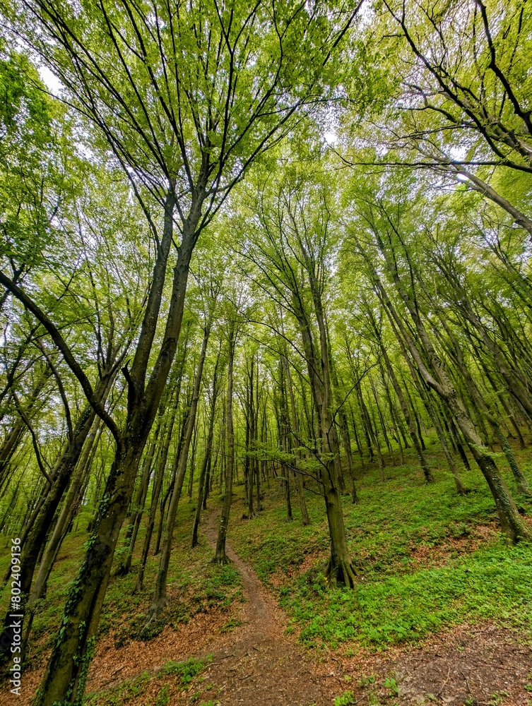 Fototapeta premium Beautiful green forest scenery, nature background, leaves and foliage, seasonal template, environment