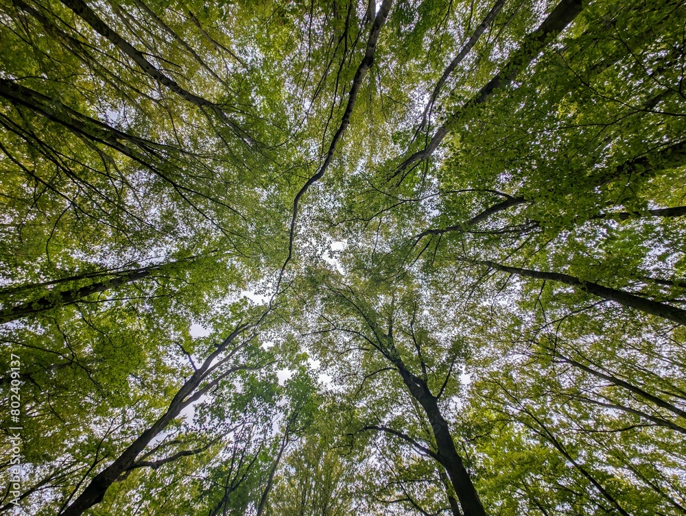 Fototapeta premium Beautiful green forest scenery, nature background, leaves and foliage, seasonal template, environment