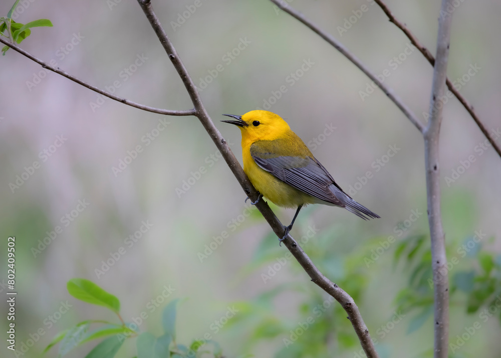 Obraz premium prothonotary warbler in forest on a branch