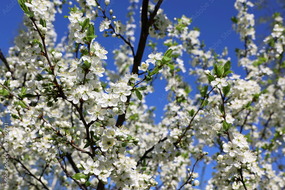 Cherry blossom in spring garden on blue sky background. White flowers and young green leaves on a branch Cherry blossom in spring garden on blue sky background. White flowers and young green leaves on a branch