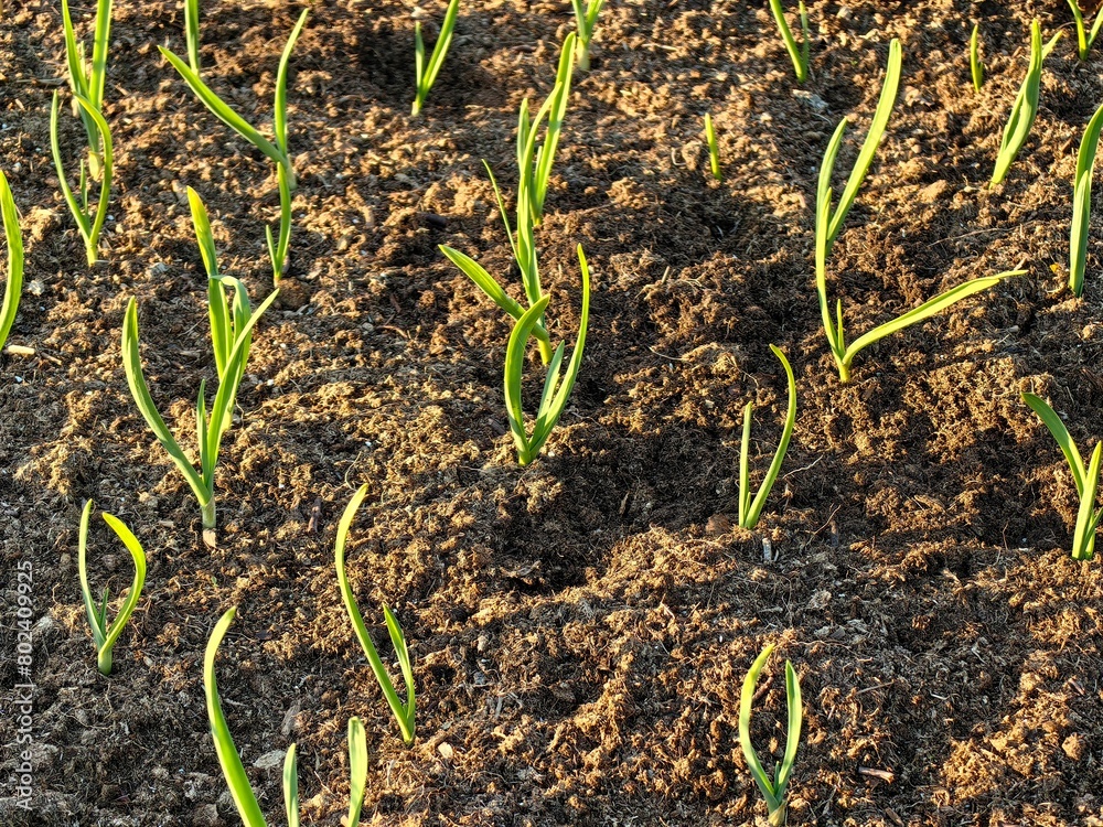 Garlic sprouts in the ground
