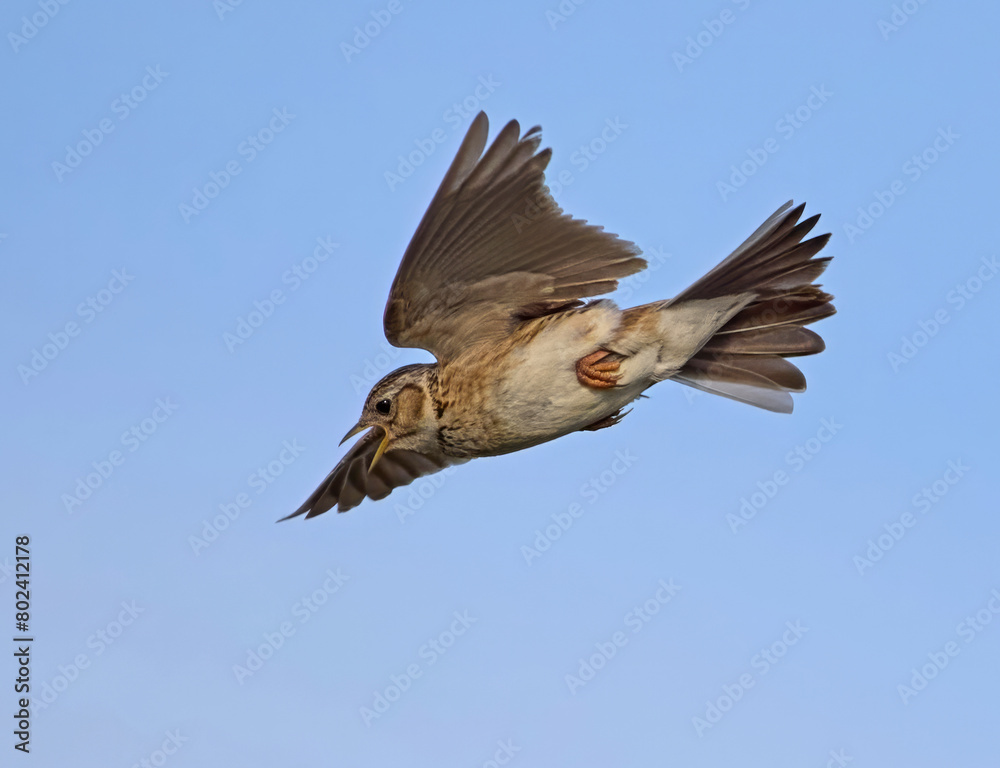 Fototapeta premium Eurasian skylark (Alauda arvensis)